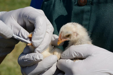 За сентябрь в мире обнаружили 144 новых очага птичьего гриппа
